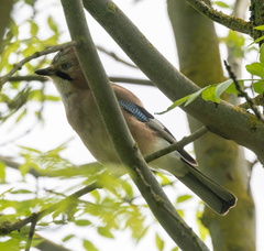 Geai des chênes Garrulus glandarius - Eurasian Jay