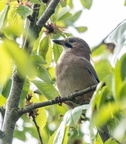 Geai des chênes Garrulus glandarius - Eurasian Jay