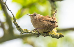 Troglodyte mignon Troglodytes troglodytes - Eurasian Wren