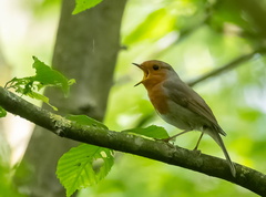 Rougegorge familier Erithacus rubecula - European Robin