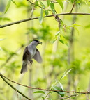 Fauvette à tête noire Sylvia atricapilla - Eurasian Blackcap