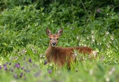 chevreuil (Capreolus capreolus) 