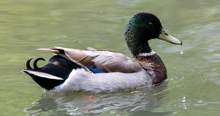 Canard colvert Anas platyrhynchos - Mallard