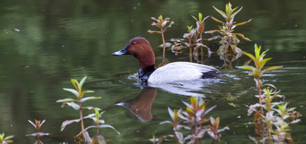  Fuligule milouin Aythya ferina - Common Pochard