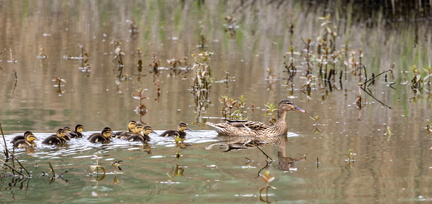 Canard colvert Anas platyrhynchos - Mallard