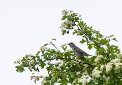 Fauvette à tête noire Sylvia atricapilla - Eurasian Blackcap