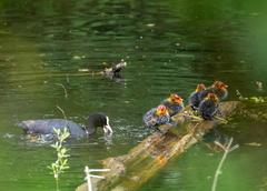  Foulque macroule Fulica atra - Eurasian Coot