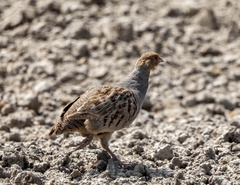 Perdrix grise Perdix perdix - Grey Partridge