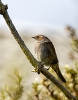 Accenteur mouchet Prunella modularis - Dunnock