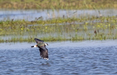 Vanneau huppé Vanellus vanellus - Northern Lapwing