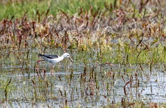 Échasse blanche Himantopus himantopus - Black-winged Stilt