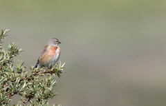  Linotte mélodieuse Linaria cannabina - Common Linnet