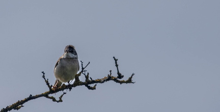 Fauvette grisette Curruca communis - Common Whitethroat