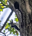  Pic épeiche Dendrocopos major - Great Spotted Woodpecker