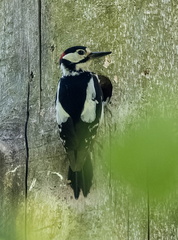 Pic épeiche Dendrocopos major - Great Spotted Woodpecker