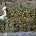 Spatule blanche Platalea leucorodia - Eurasian Spoonbill