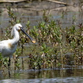 Spatule blanche Platalea leucorodia - Eurasian Spoonbill