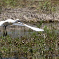 Spatule blanche Platalea leucorodia - Eurasian Spoonbill