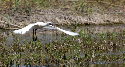 Spatule blanche Platalea leucorodia - Eurasian Spoonbill