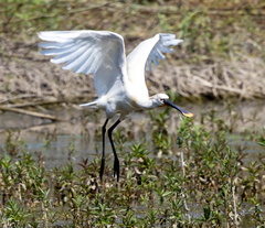 Spatule blanche Platalea leucorodia - Eurasian Spoonbill