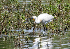 Spatule blanche Platalea leucorodia - Eurasian Spoonbill