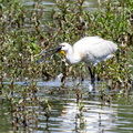 Spatule blanche Platalea leucorodia - Eurasian Spoonbill