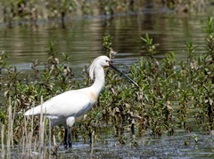 Spatule blanche Platalea leucorodia - Eurasian Spoonbill