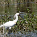 Spatule blanche Platalea leucorodia - Eurasian Spoonbill