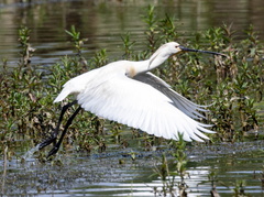 Spatule blanche Platalea leucorodia - Eurasian Spoonbill