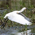 Spatule blanche Platalea leucorodia - Eurasian Spoonbill