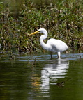 Grande Aigrette Ardea alba - Great Egret