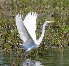 Grande Aigrette Ardea alba - Great Egret