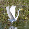 Grande Aigrette Ardea alba - Great Egret