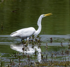 Grande Aigrette Ardea alba - Great Egret