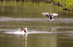 Tadorne de Belon Tadorna tadorna - Common Shelduck