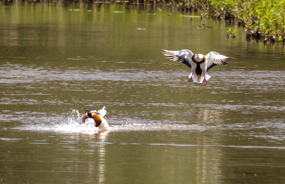 Tadorne de Belon Tadorna tadorna - Common Shelduck