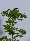 Bruant des roseaux Emberiza schoeniclus - Common Reed Bunting