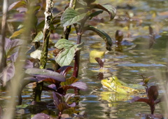 Pelophylax lessonae, Petite grenouille verte d'Europe, Grenouille de Lessona