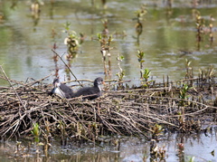  Foulque macroule Fulica atra - Eurasian Coot 