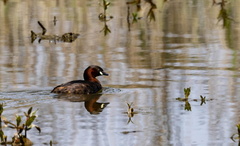  Grèbe castagneux Tachybaptus ruficollis - Little Grebe