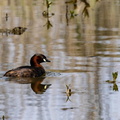  Grèbe castagneux Tachybaptus ruficollis - Little Grebe