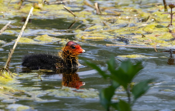  Foulque macroule Fulica atra - Eurasian Coot 