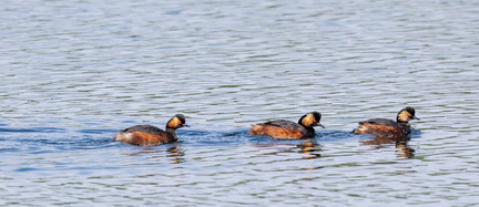 Grèbe à cou noir Podiceps nigricollis - Black-necked Grebe