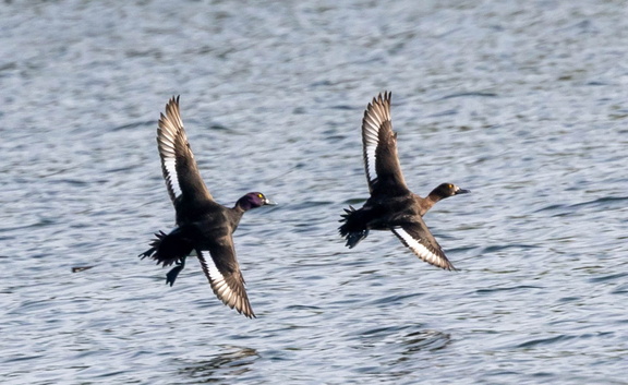 Fuligule morillon Aythya fuligula - Tufted Duck