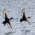 Fuligule morillon Aythya fuligula - Tufted Duck