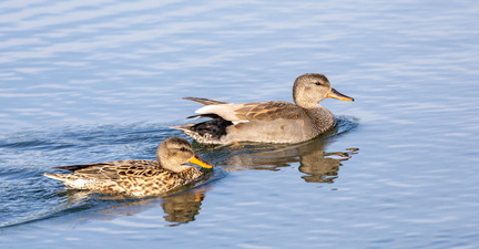 Canard chipeau Mareca strepera - Gadwall