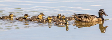 Canard colvert Anas platyrhynchos - Mallard