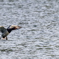 Fuligule milouin Aythya ferina - Common Pochard