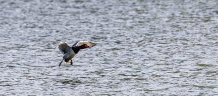 Fuligule milouin Aythya ferina - Common Pochard