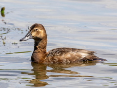 Fuligule milouin Aythya ferina - Common Pochard (femelle)